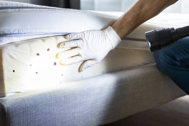 Best Pest Removal Services  in Bristol, CT