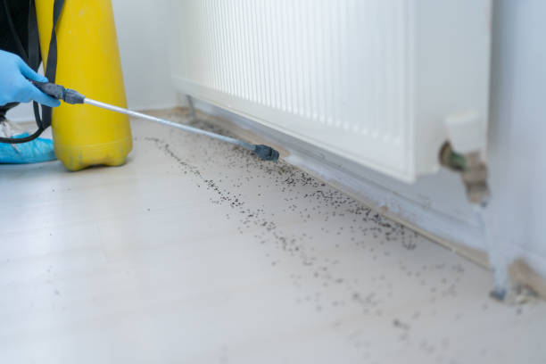 Pest Prevention Services in Bristol, CT