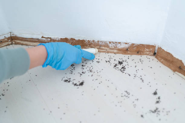 Best Wasp Removal Services  in Bristol, CT